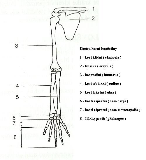03 kostra horní končetiny