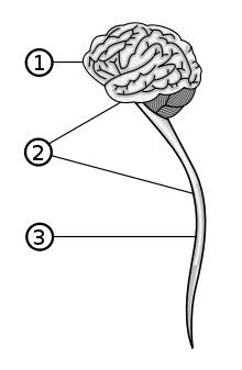 220px-Central_nervous_system_svg