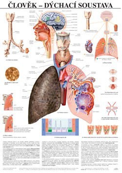 05-clovek-dychaci-soustava