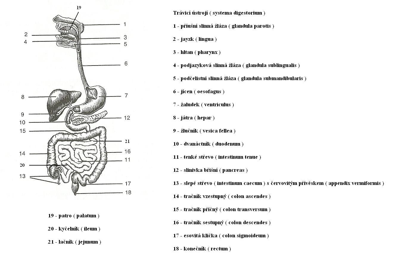 11 trávicí soustava (schéma)