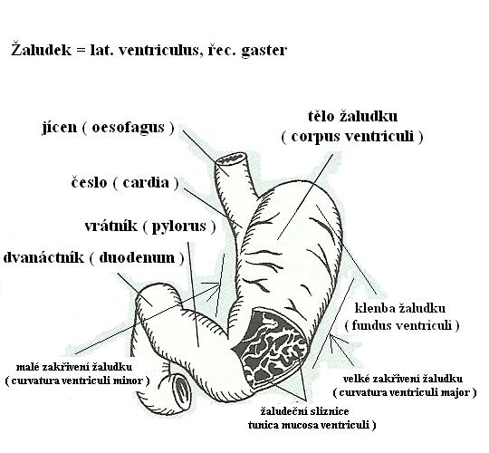 12 trávicí soustava (žaludek)