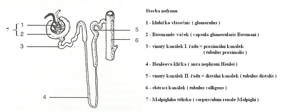 18 stavba nefronu