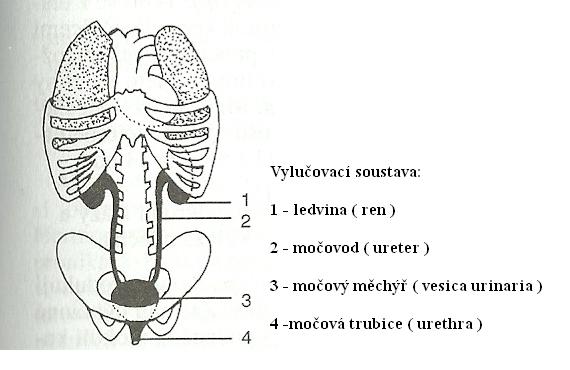 13 vylučovací soustava