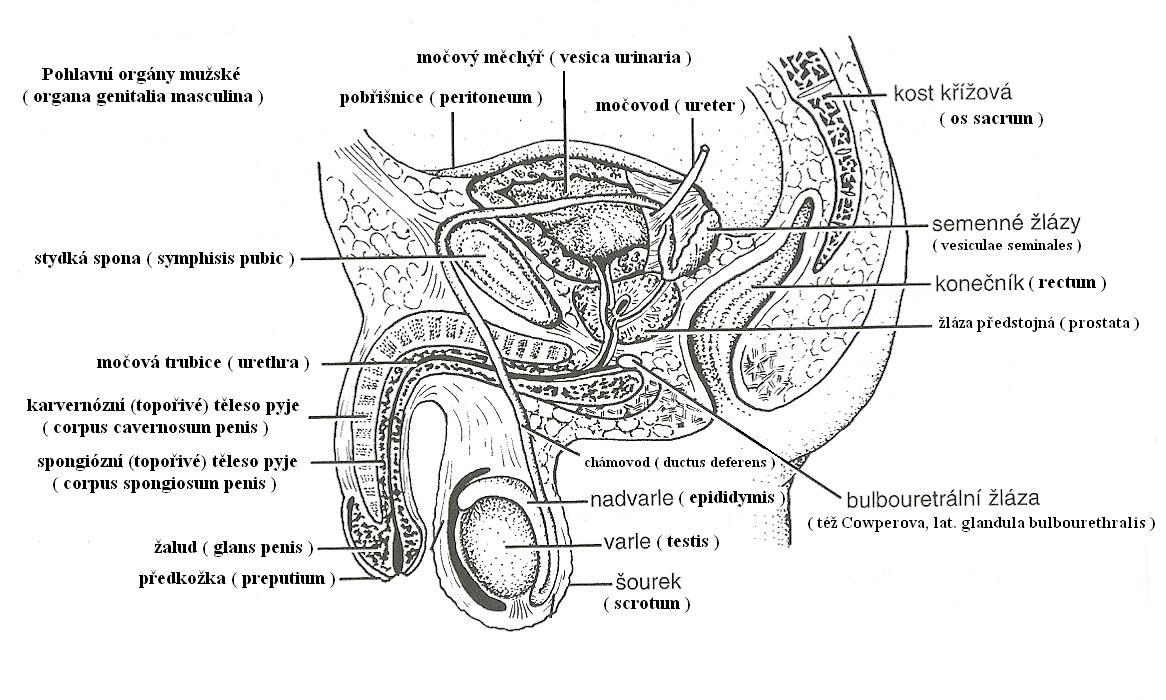 16 pohlavní orgány (mužské)