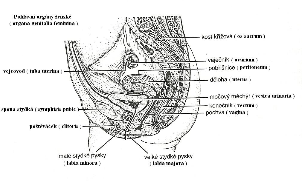 17 pohlavní orgány (ženské)