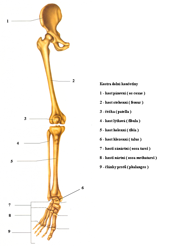 05 kostra dolní končetiny