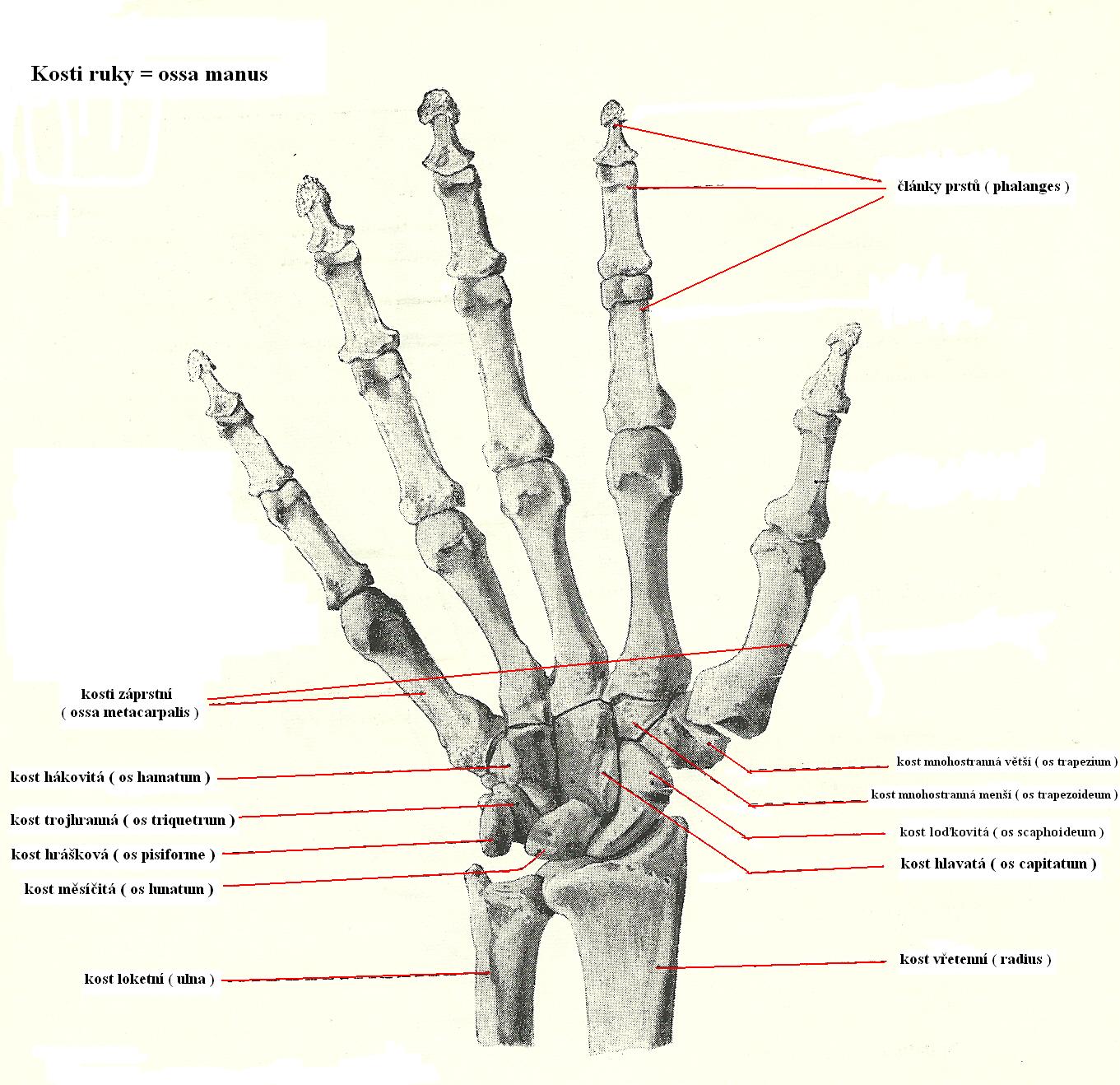 04 kostra ruky