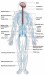 Nervous_system_diagram